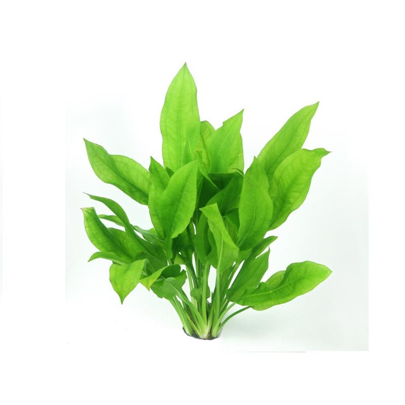 Dennerle Echinodorus Bleheri - imagine 4